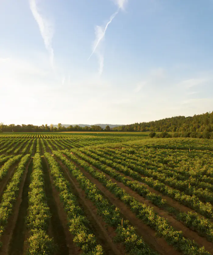 Rangs de vigne à perte de vue sous un ciel d'été
